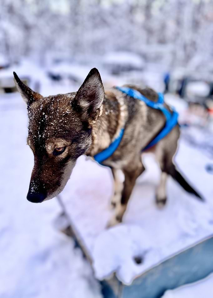 Husky Dog in Snow