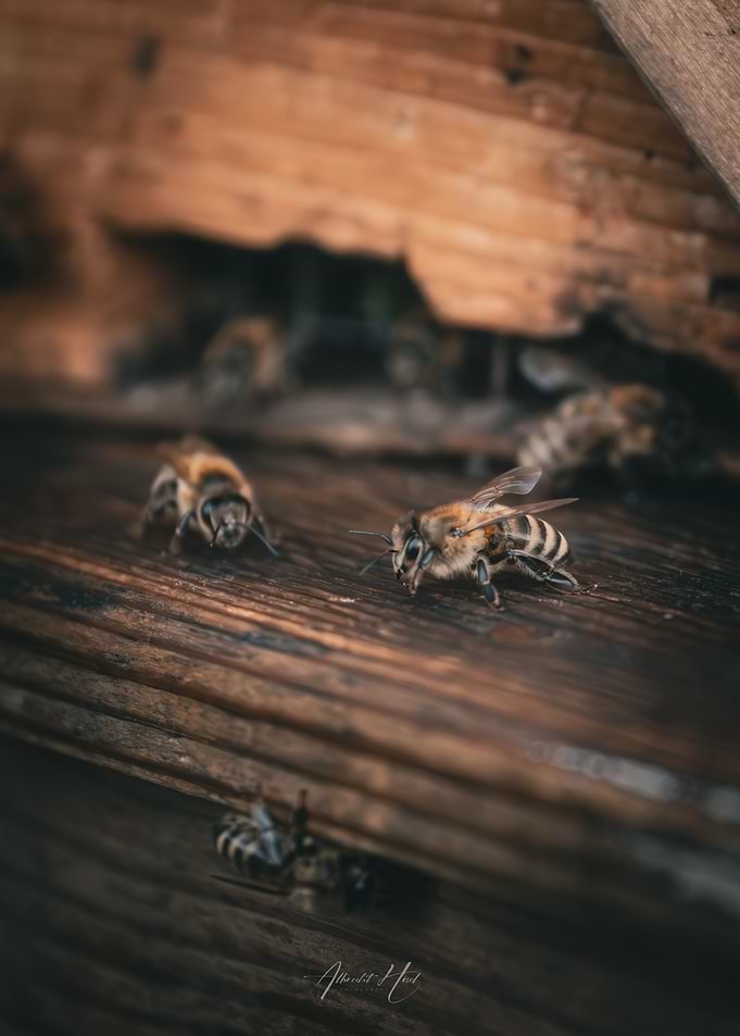 Bees