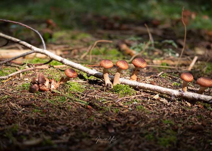 Mushrooms in Forrest 4