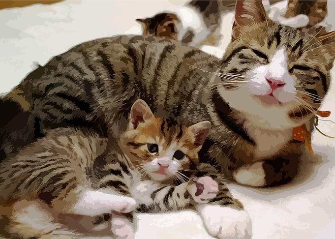 Mother Cat and Kitten