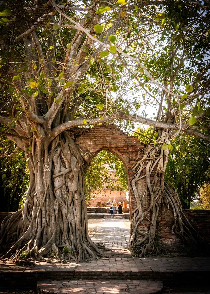 Tree Roots Archway