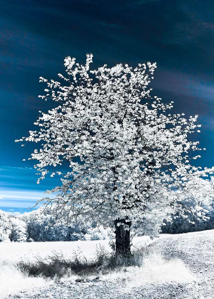 Infrared Tree Landscape