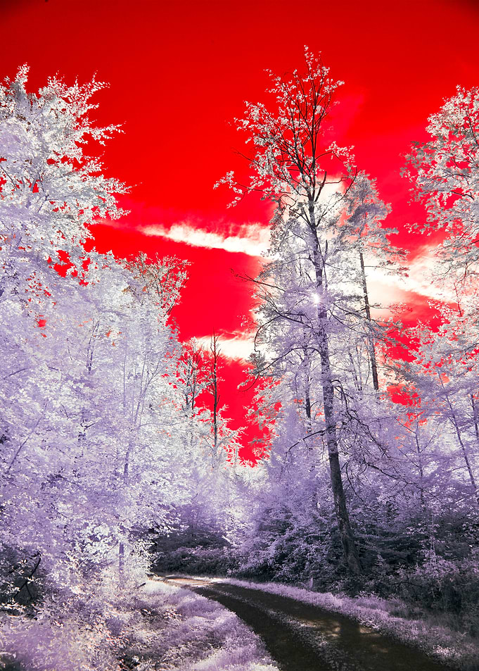 Infrared Forest Path
