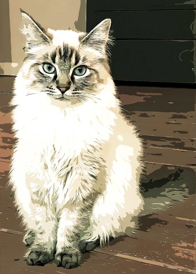 White Cat Portrait