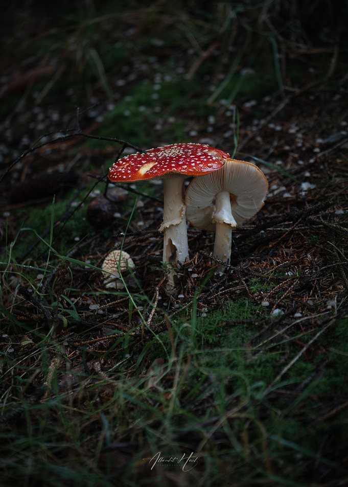 Mushrooms