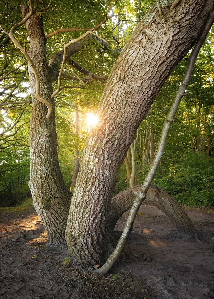 Sunlight Through Trees