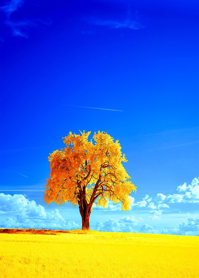 Golden Tree Landscape