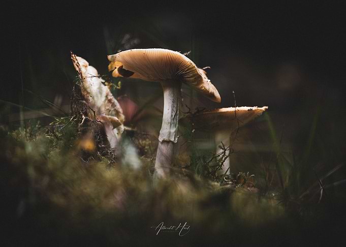 Mushrooms in Forest 5