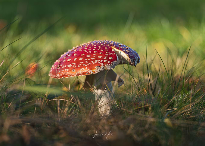 Mushroom in Grass