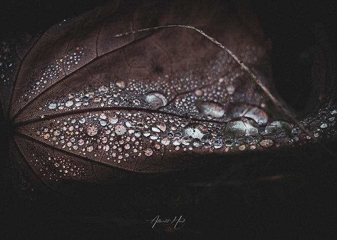 Dew Drops on Leaf