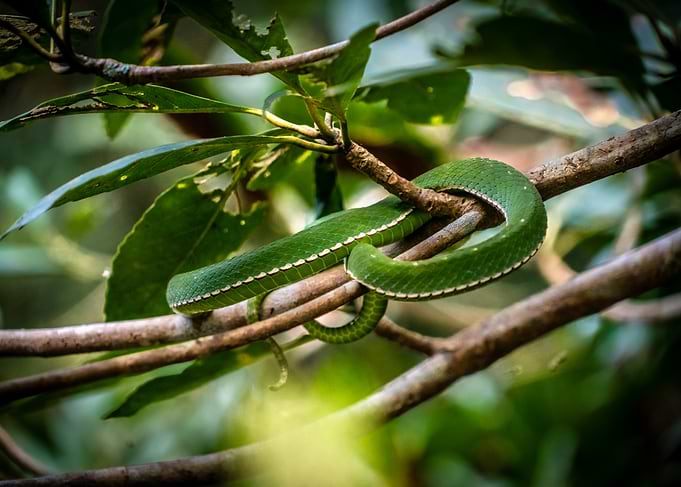 Green Snake on Branch