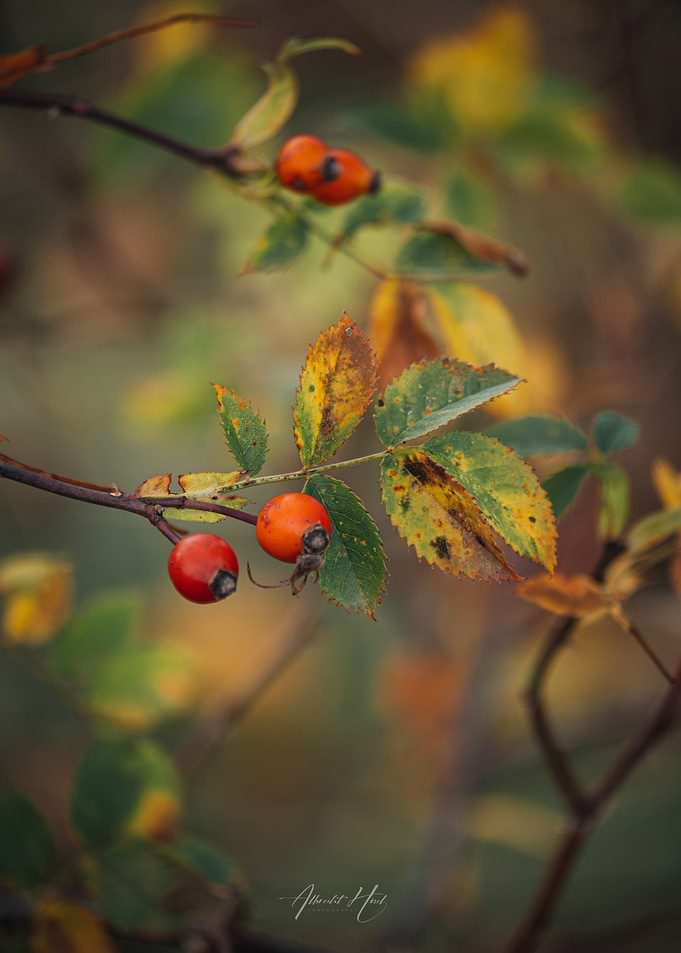 Autumn Rose Hips