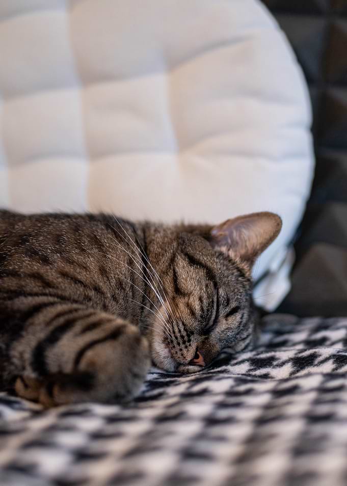 Sleepy cat