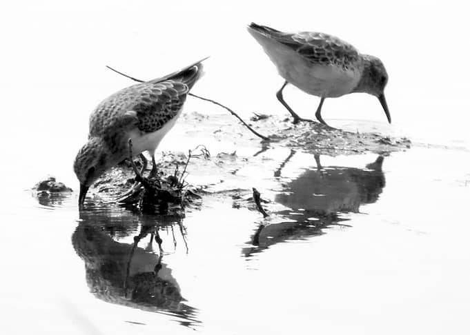 Two Sandpipers in the Shallows