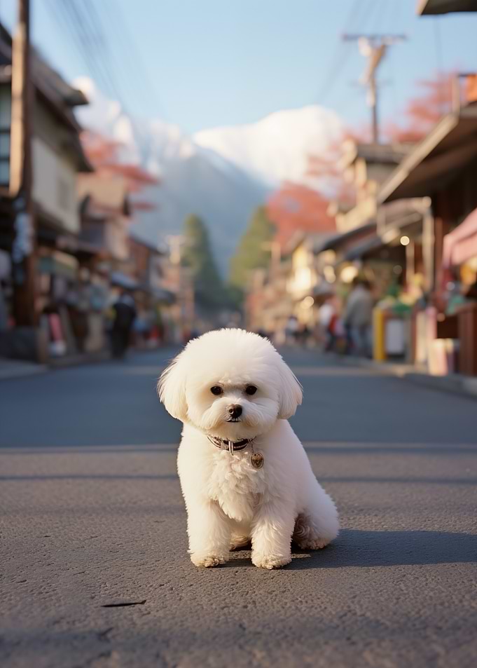 White Poodle in Japanese Street