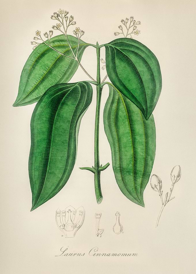 Cinnamon Plant Illustration