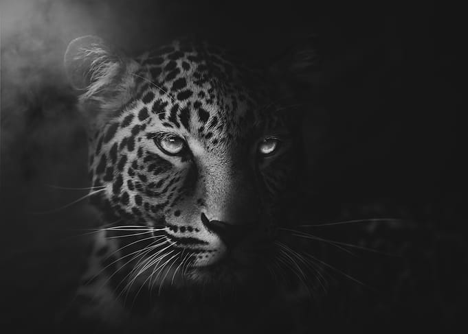 In The Spirit Leopard Wildlife Portrait
