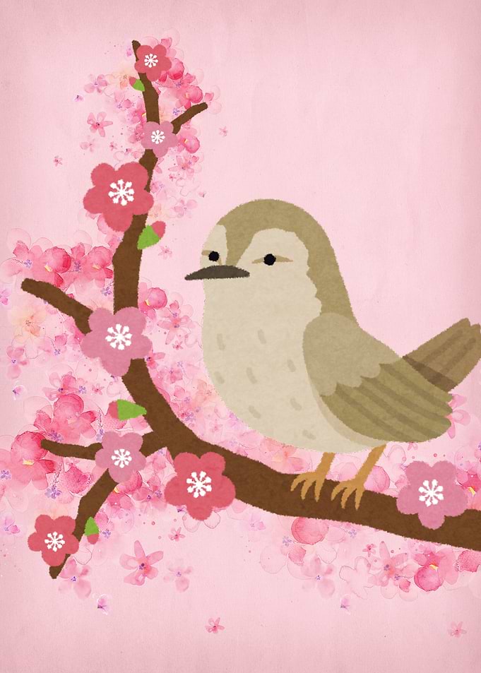 Cherry Blossom Nature