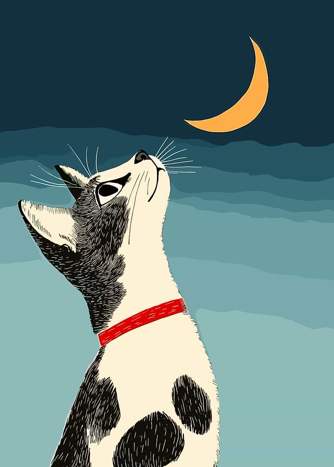 Cat Gazing at the Moon