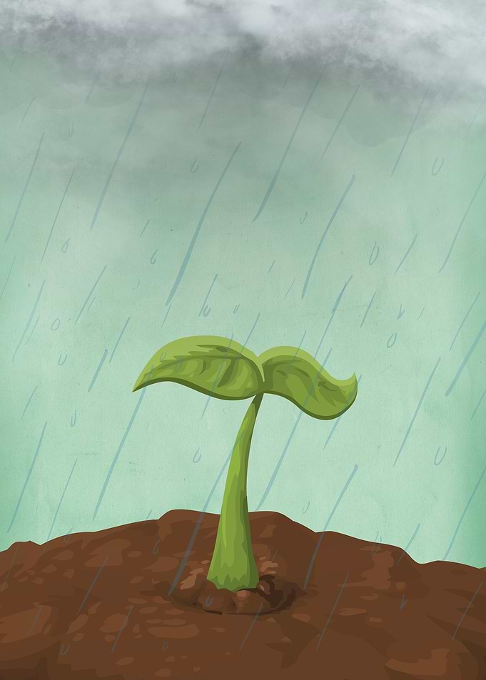 Sprout in the Rain
