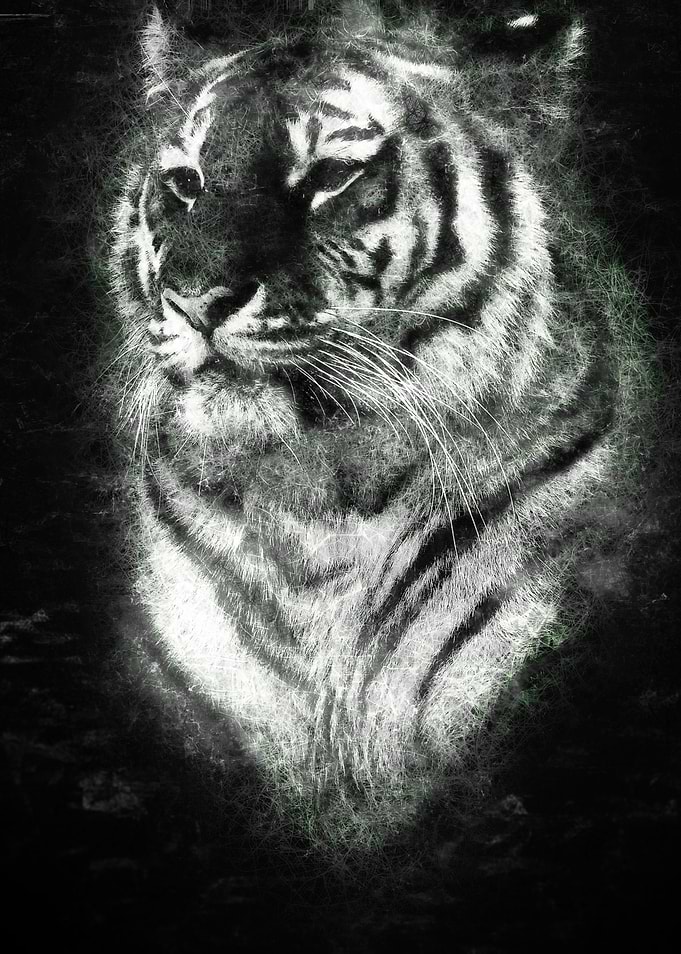 glowing tiger head portrait sketch art