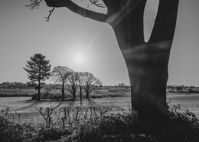 Frosty Morning Silhouetted Tree