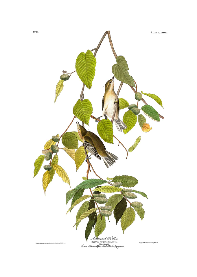 The Birds of America - Autumnal Warbler