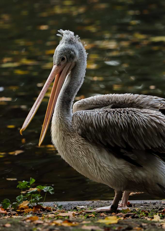 Pelican by the Water