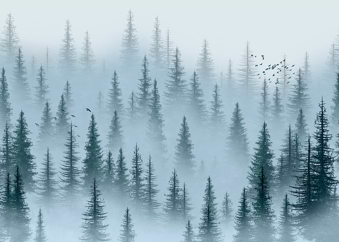 Misty Pine Forest