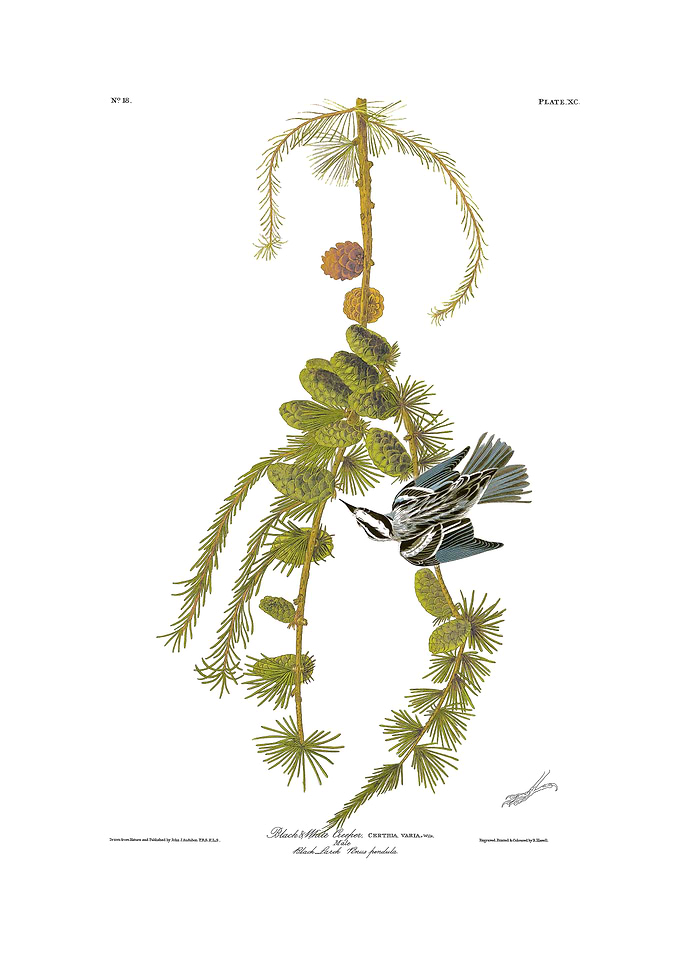 The Birds of America - Black & White Creeper