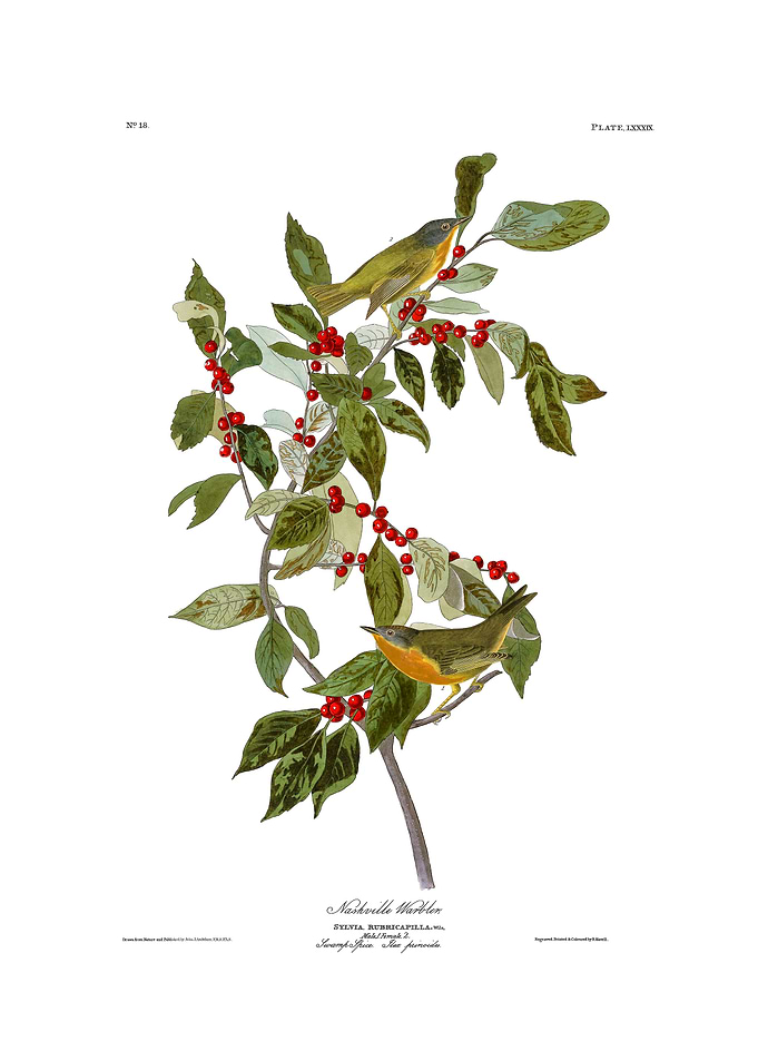 The Birds of America - Nashville Warbler