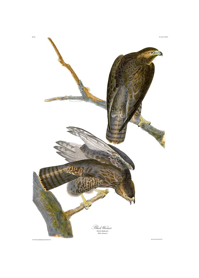 The Birds of America - Black Warrior Hawk
