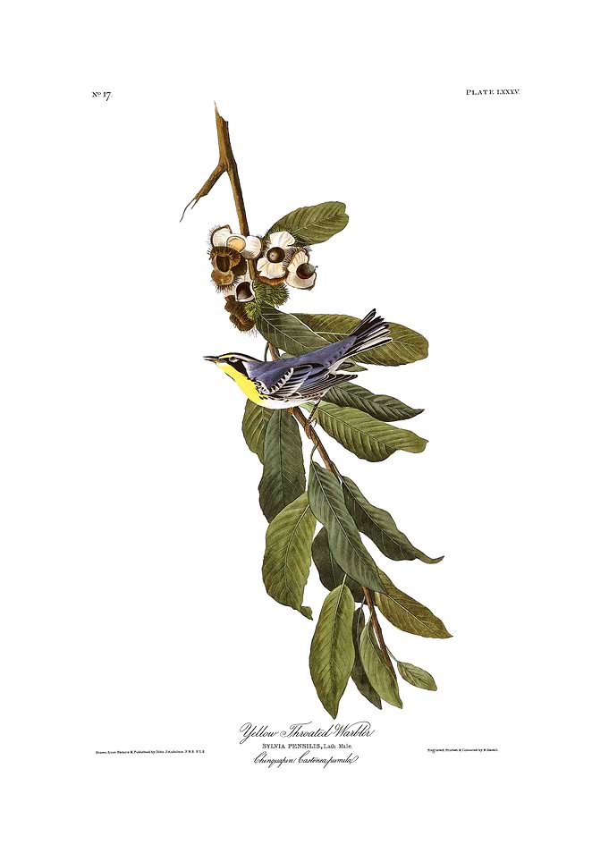 The Birds of America - Yellow Throated Warbler