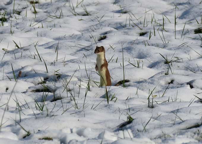 Weasel in Snowy Field