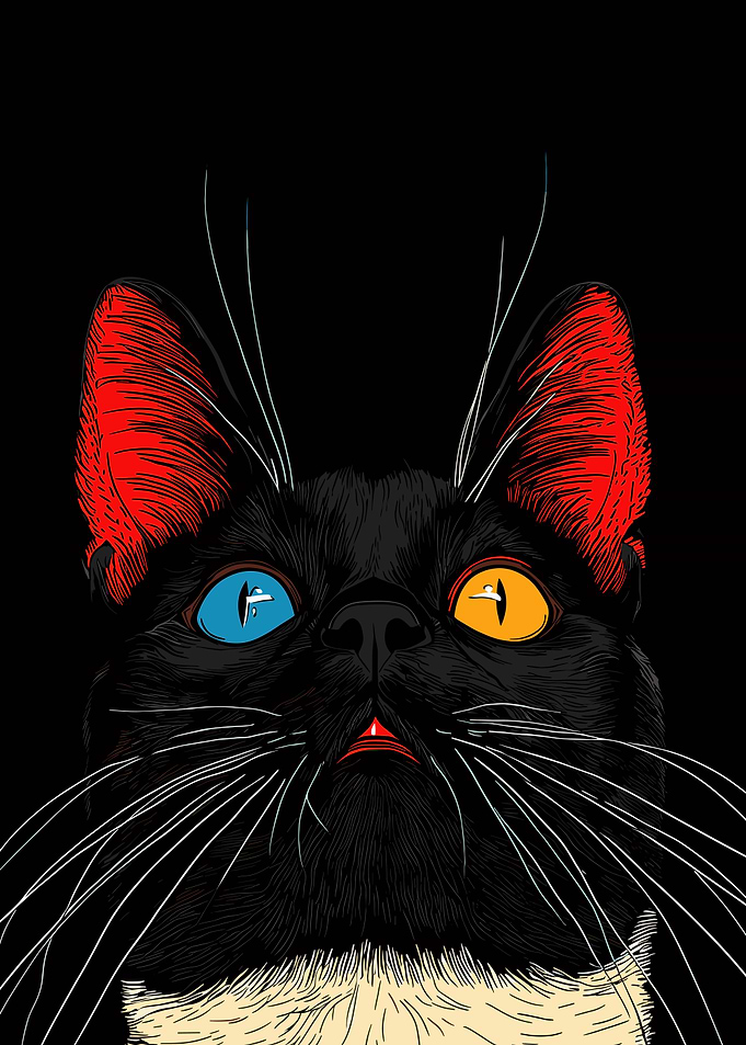 Black Cat with Colorful Eyes
