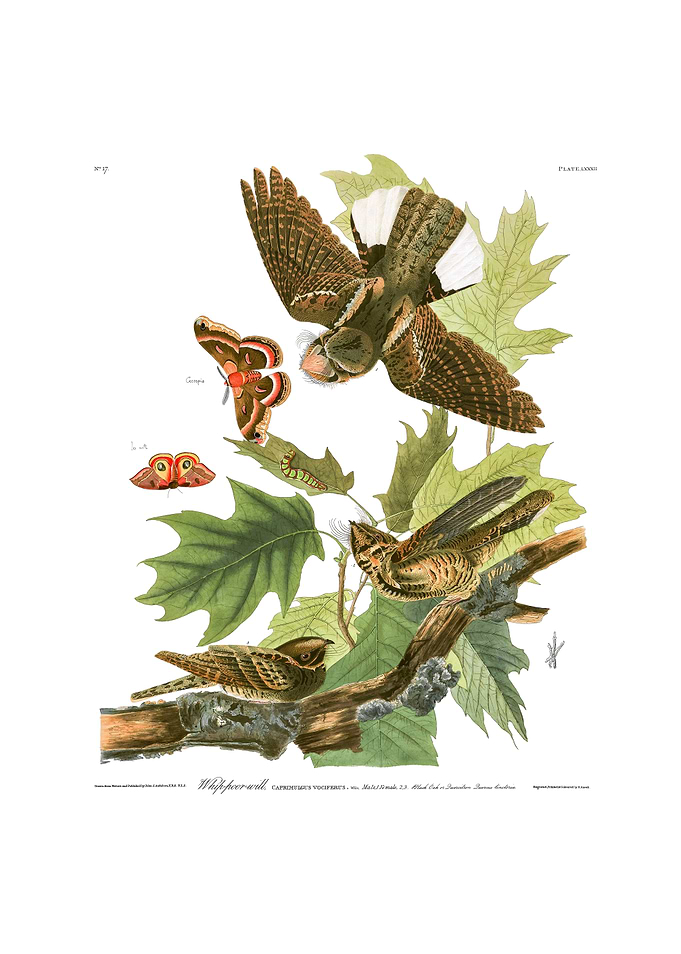 The Birds of America - Whip-poor-will