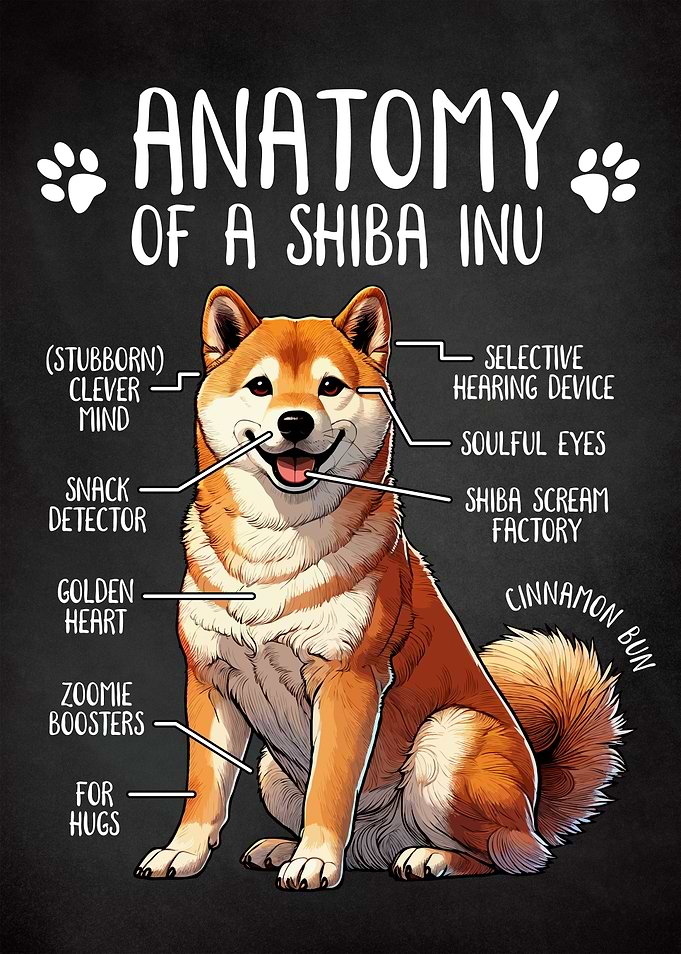 Anatomy of a Shiba Inu