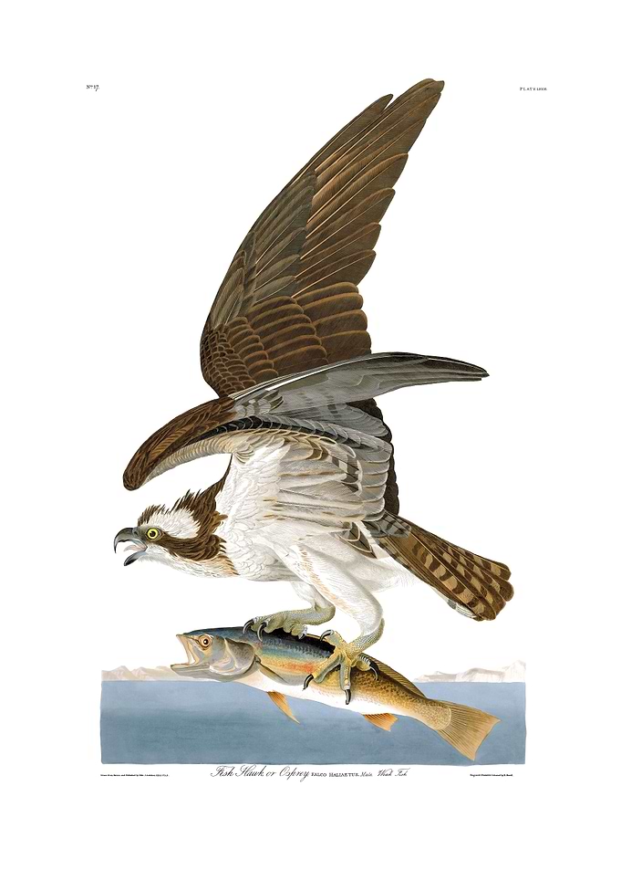 The Birds of America - Fish Hawk or Osprey