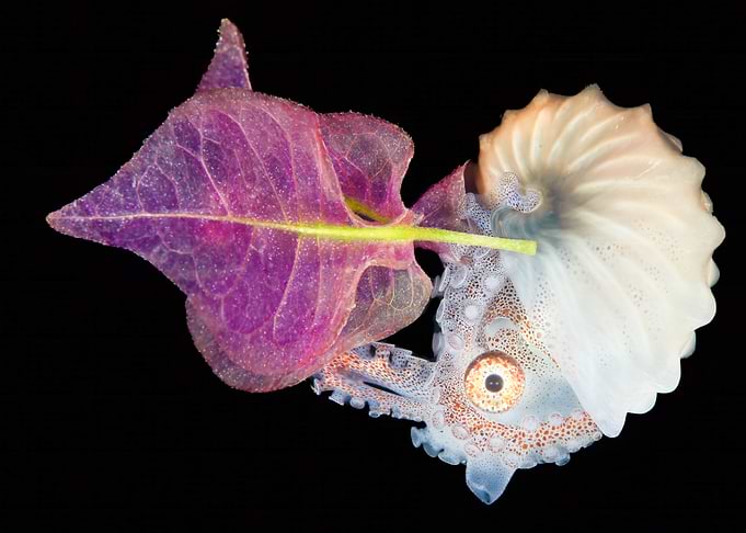 Paper Nautilus and Flower