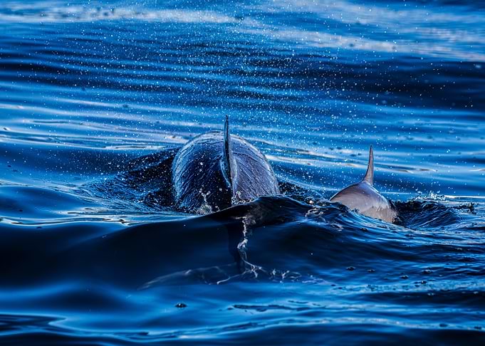 Spinner Dolphins in Blue Water