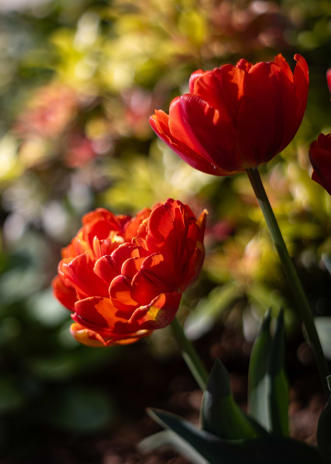 Red Tulips in Bloom