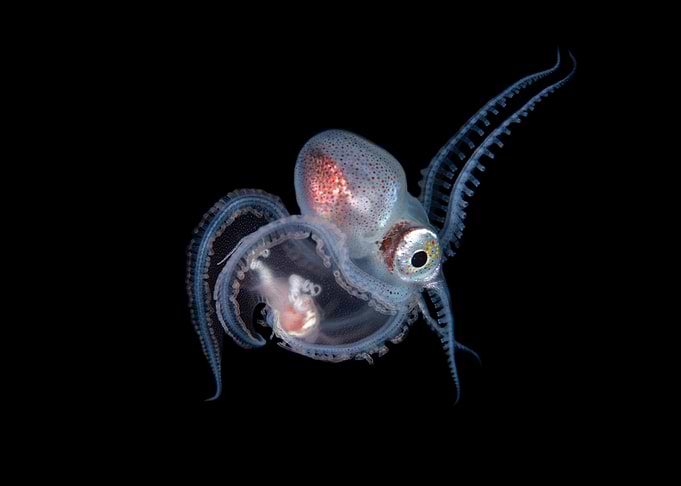 Juvenile Blanket Octopus