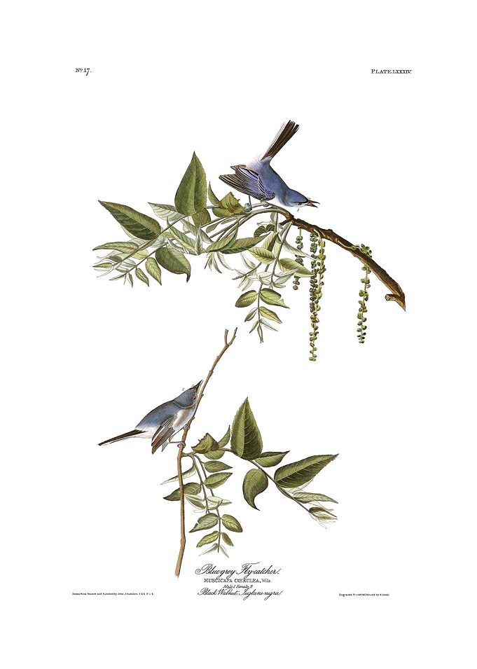 The Birds of America - Blue-Grey Flycatcher