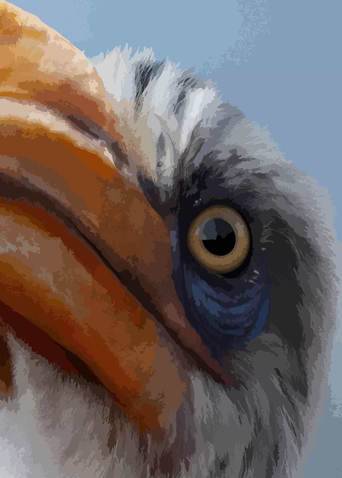 Close-up Bird Eye