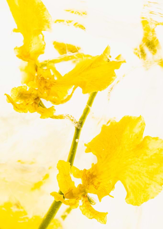 Yellow Orchid in ice 3