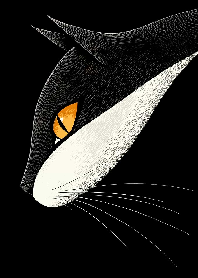 Black and White Cat Portrait