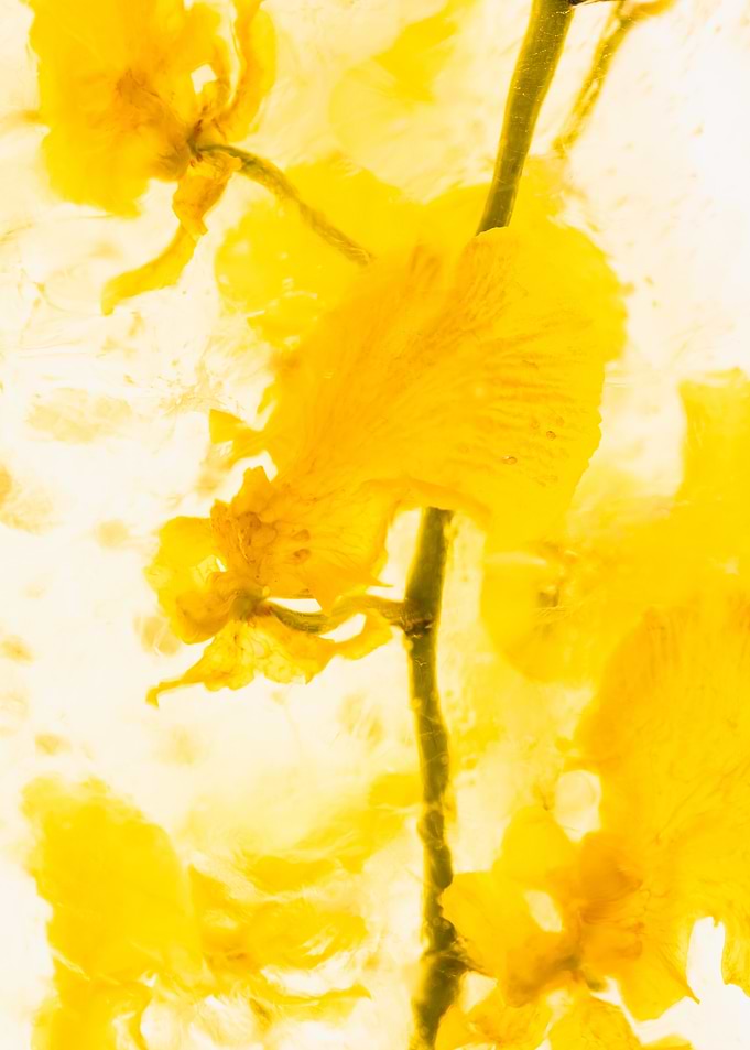 Yellow Orchid in ice 1