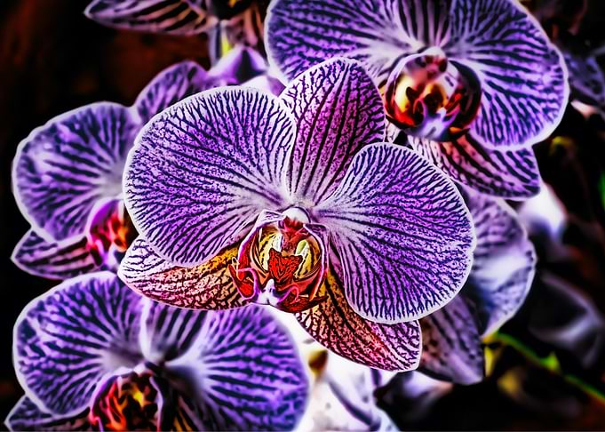 Purple Orchid Close-Up