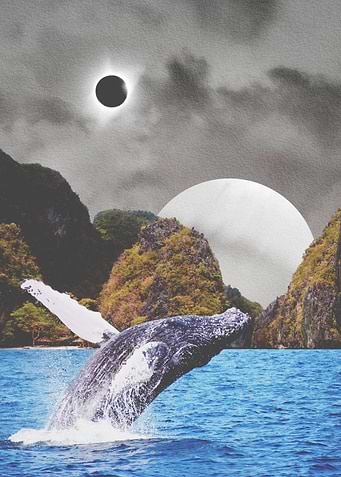 A Whale Of A Time