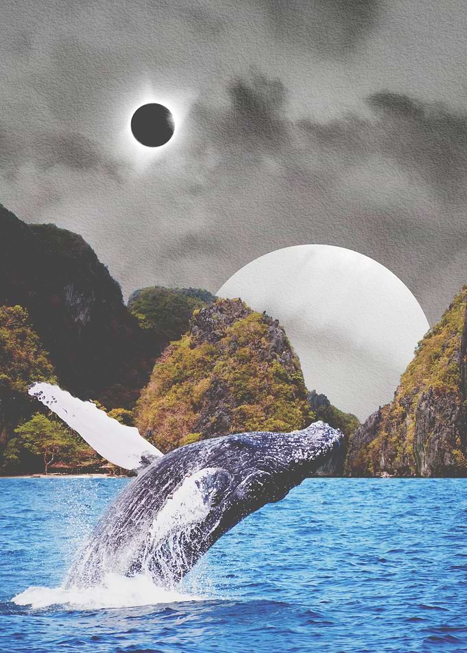 A Whale Of A Time
